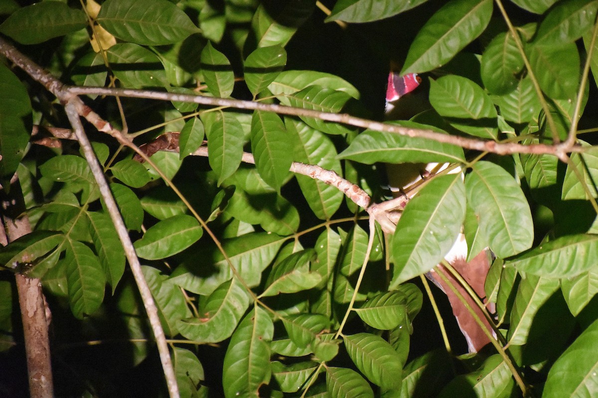 Jambu Fruit-Dove - ML620188847