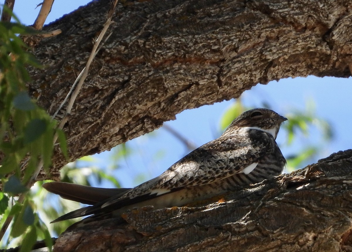 Common Nighthawk - ML620188866