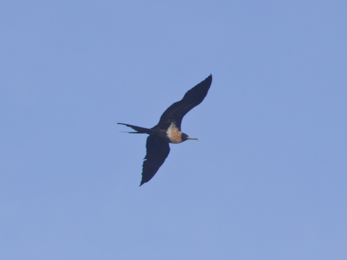 Lesser Frigatebird - ML620188872