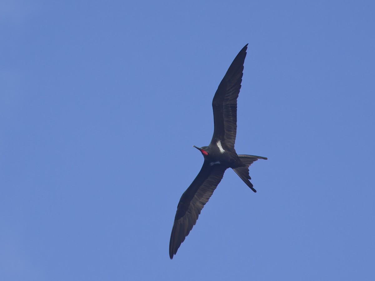 Lesser Frigatebird - ML620188875