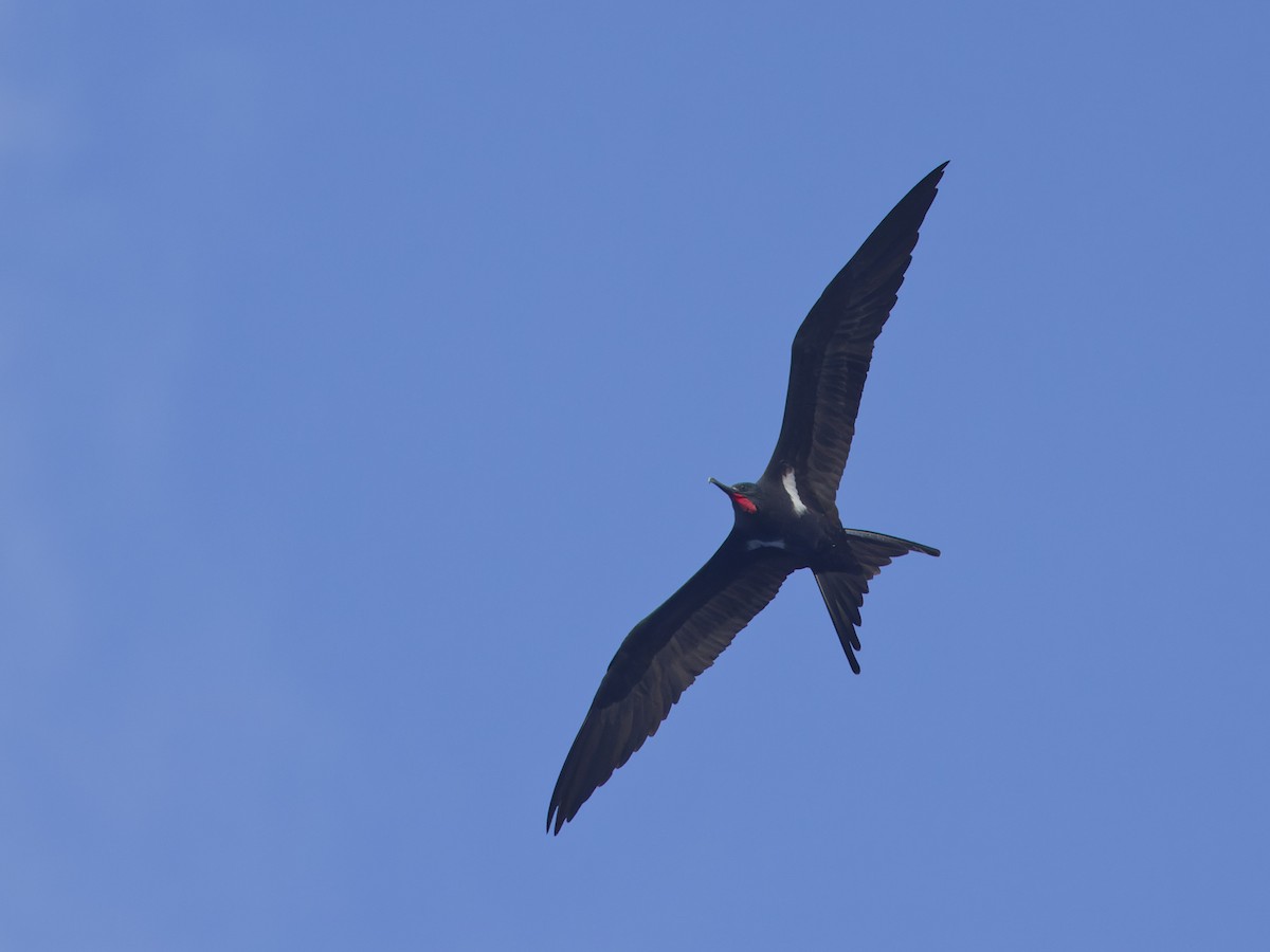 Lesser Frigatebird - ML620188876