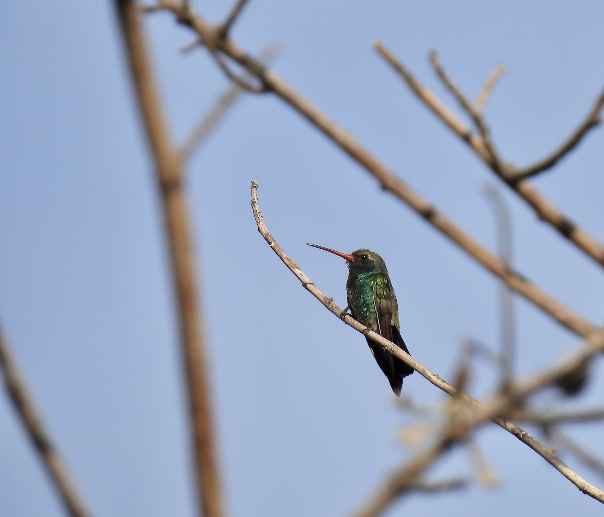 Colibrí Piquiancho Común - ML620188891