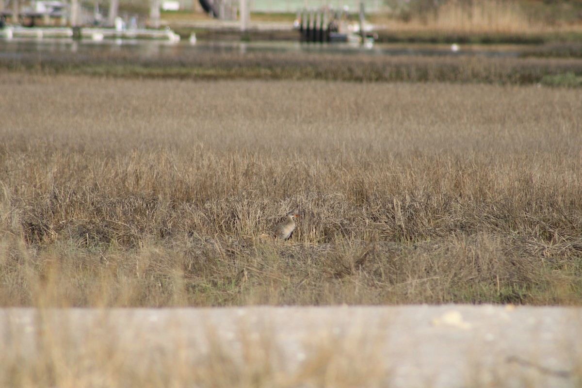 Clapper Rail - ML620188900