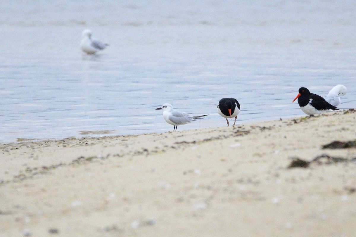 Gull-billed Tern - ML620188902