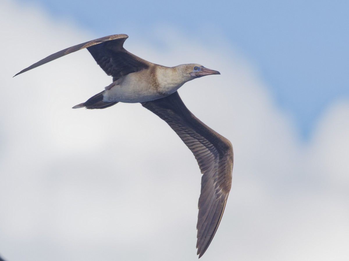 Red-footed Booby - ML620188903