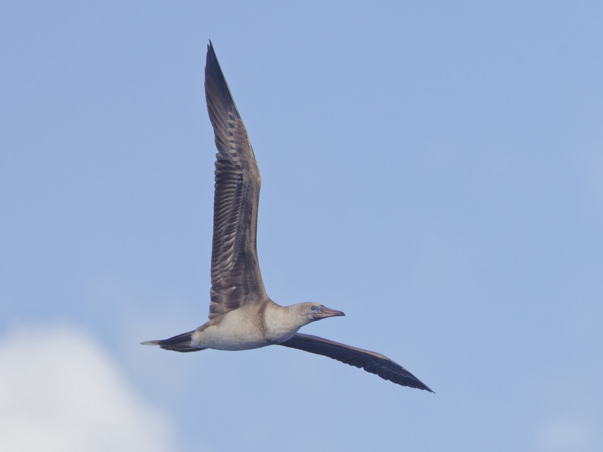 Red-footed Booby - ML620188904