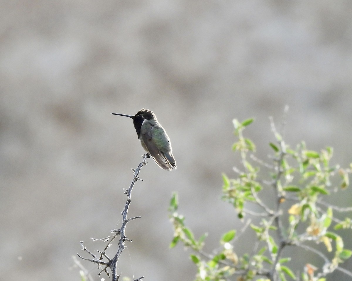 Costa's Hummingbird - ML620188907