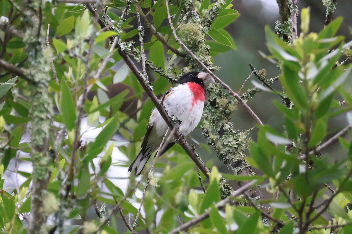 Rose-breasted Grosbeak - Eric Cameron