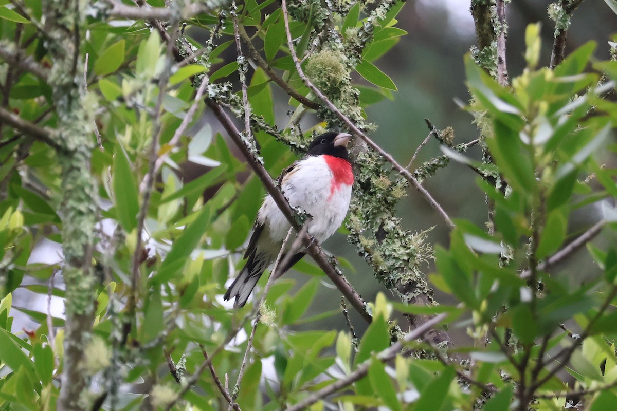 Rose-breasted Grosbeak - ML620188913