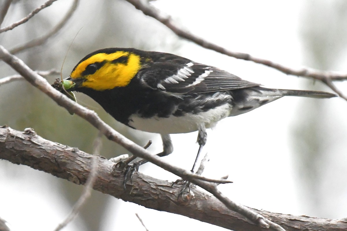 Golden-cheeked Warbler - ML620188916