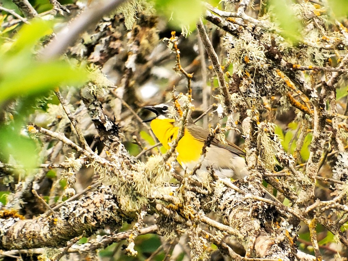 lesníček žlutoprsý - ML620188920