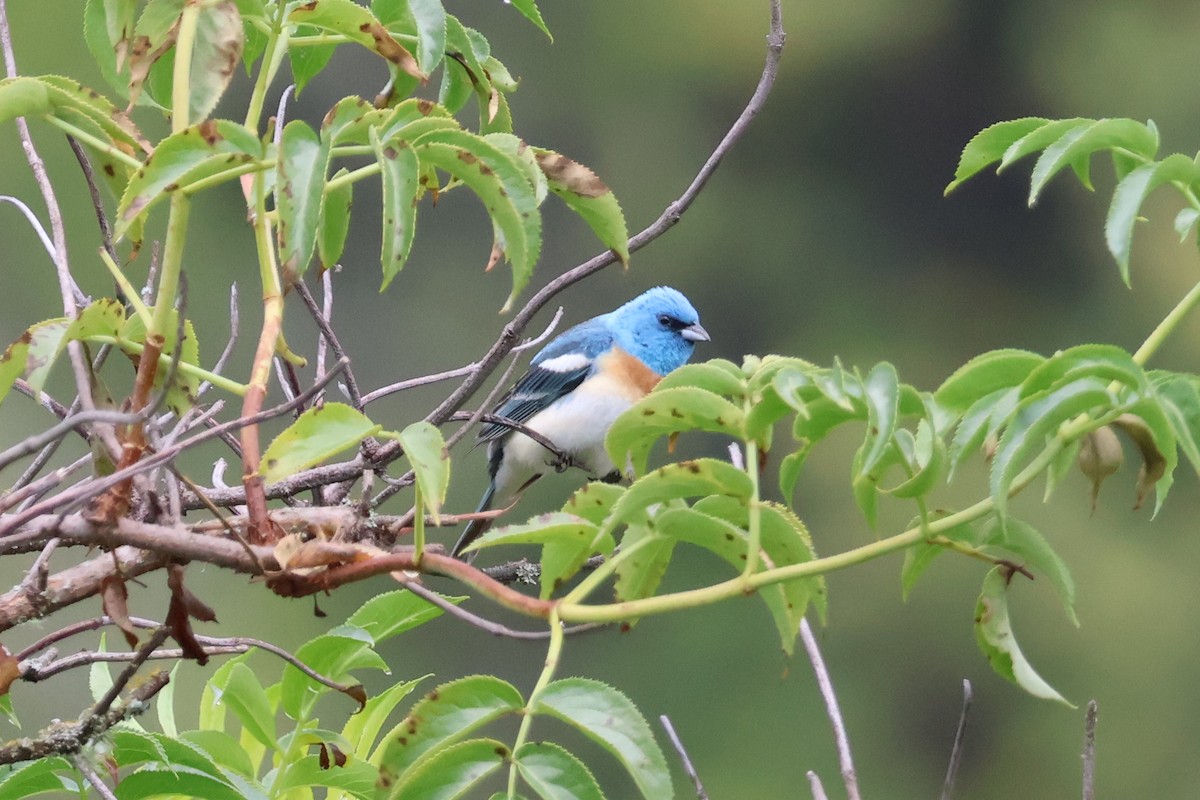 Lazuli Bunting - ML620188926