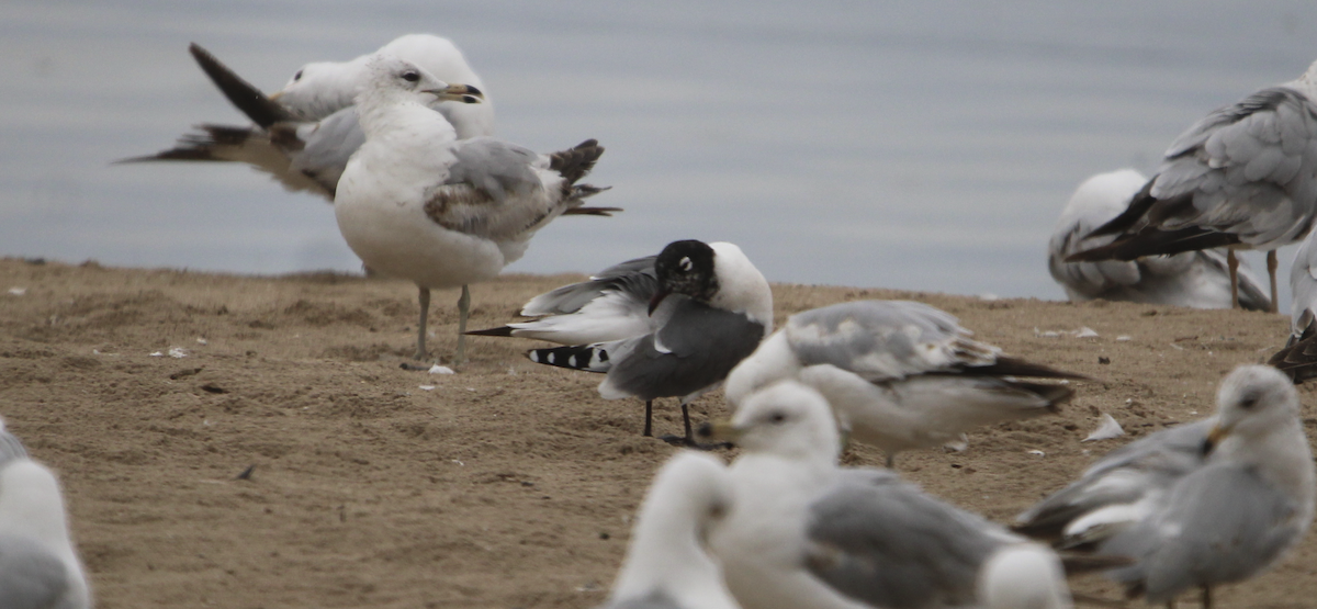 Franklin's Gull - ML620188929