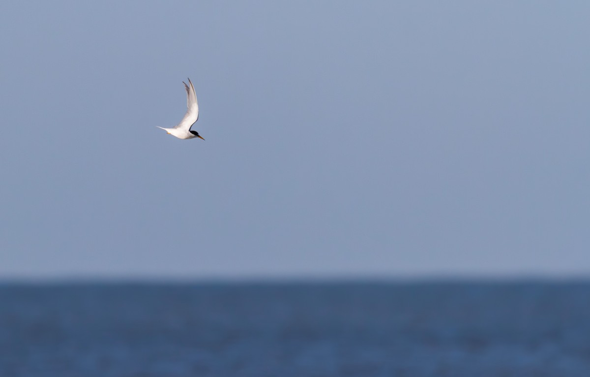 Least Tern - ML620188932