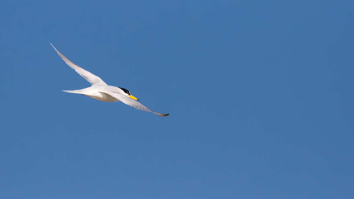 Least Tern - ML620188934