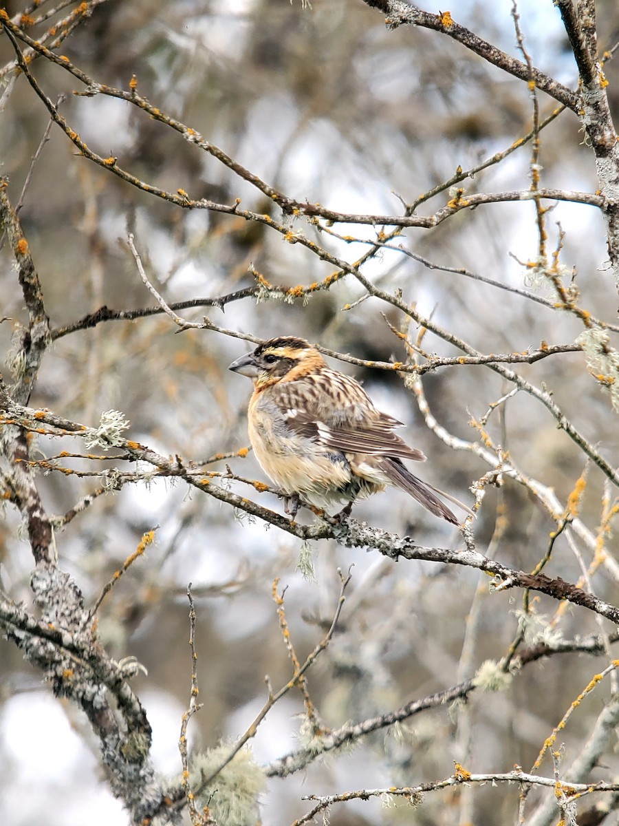 Black-headed Grosbeak - ML620188936