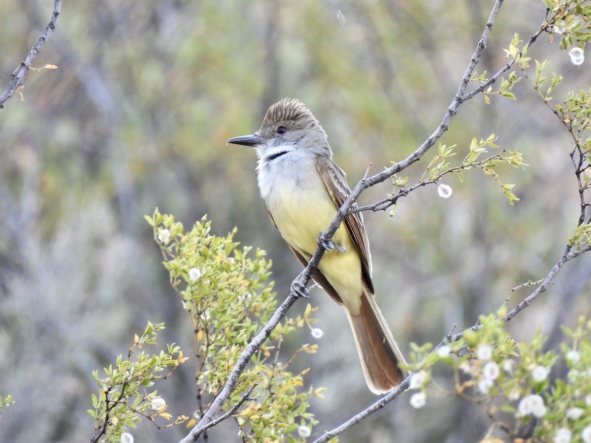 Brown-crested Flycatcher - ML620188941