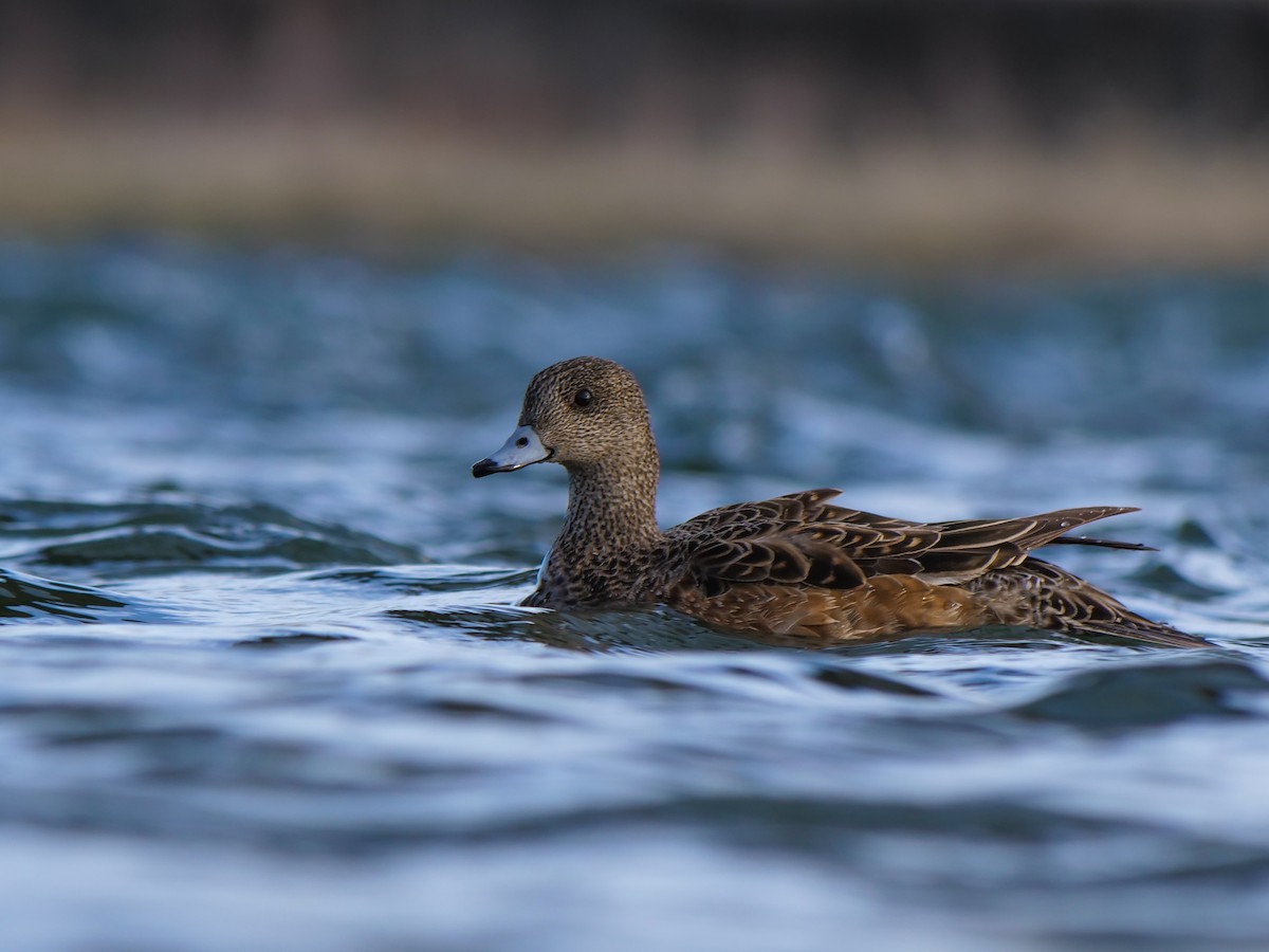 American Wigeon - ML620188952