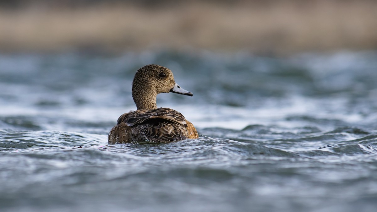 American Wigeon - ML620188954