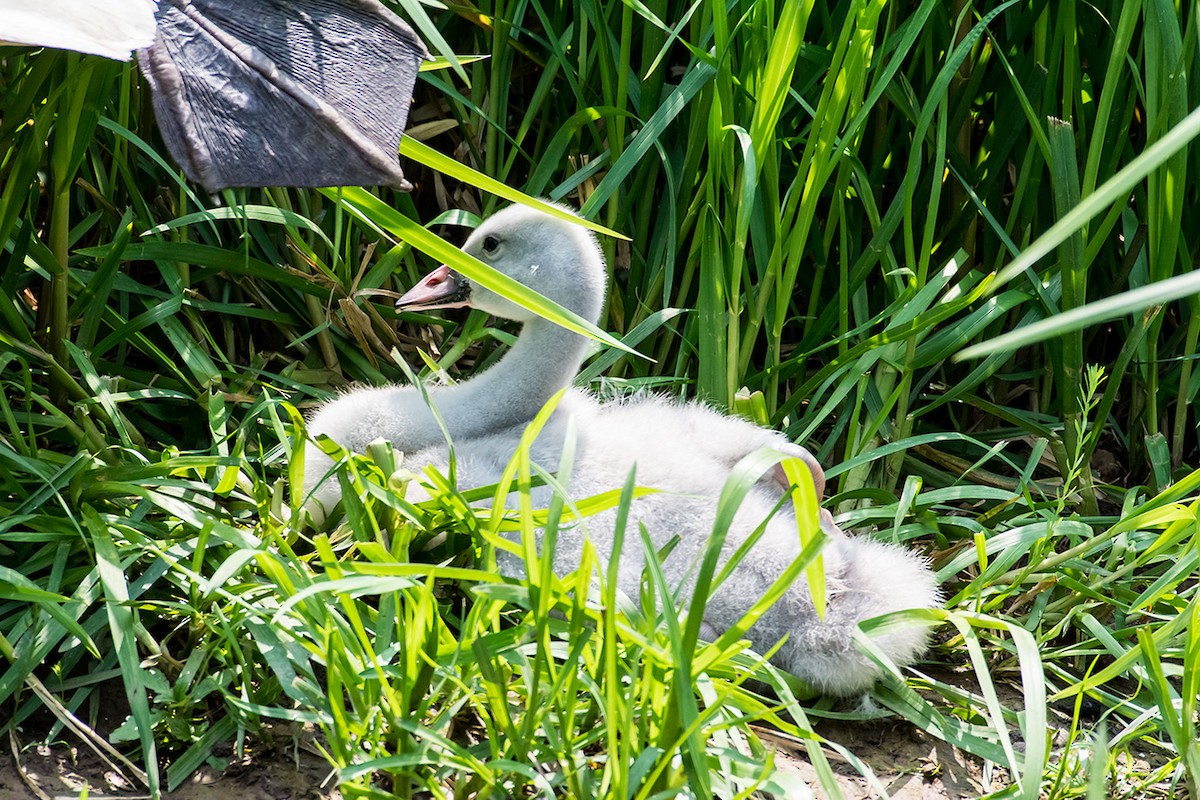 Trumpeter Swan - ML620188955