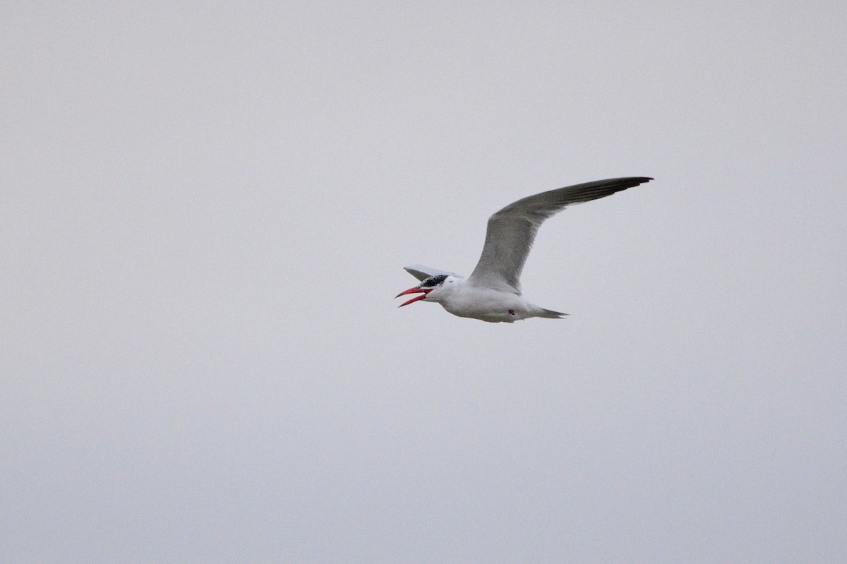 Caspian Tern - ML620188958