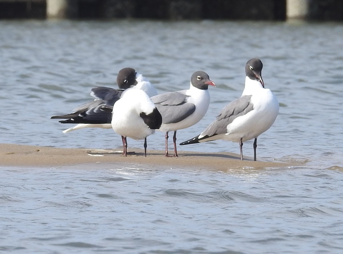 Laughing Gull - ML620188961