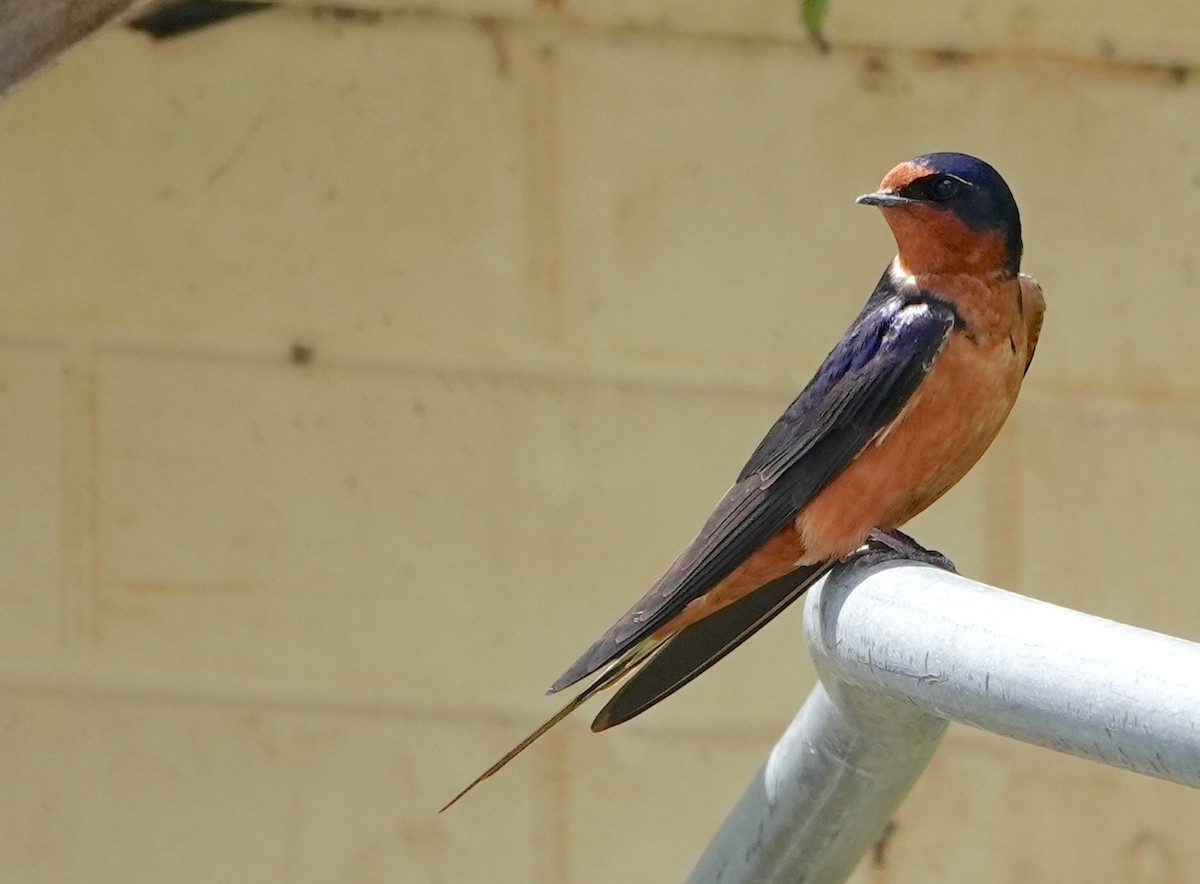 Barn Swallow - ML620188966