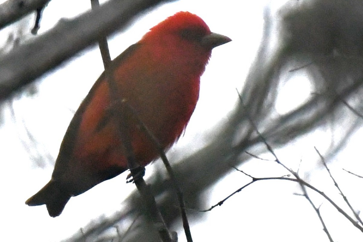 Scarlet Tanager - ML620188967