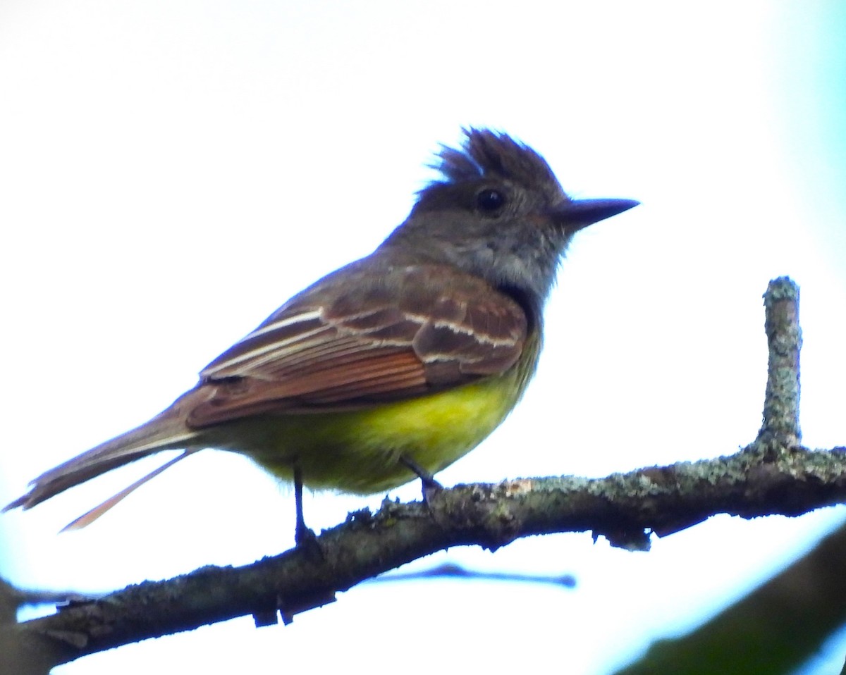 Great Crested Flycatcher - ML620188969