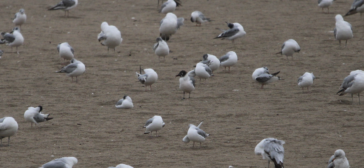 Franklin's Gull - ML620188970