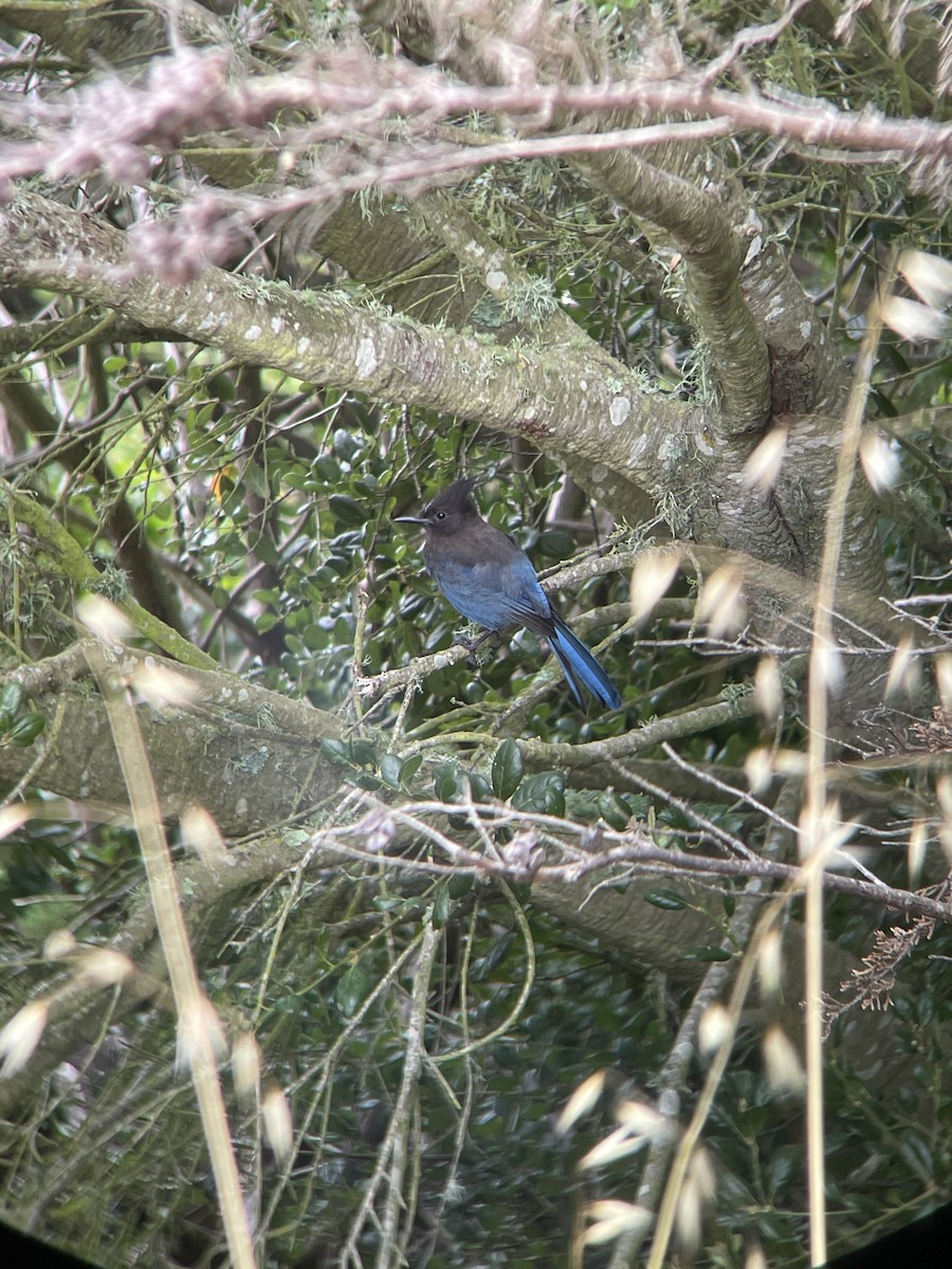 Steller's Jay (Coastal) - Rajan Rao