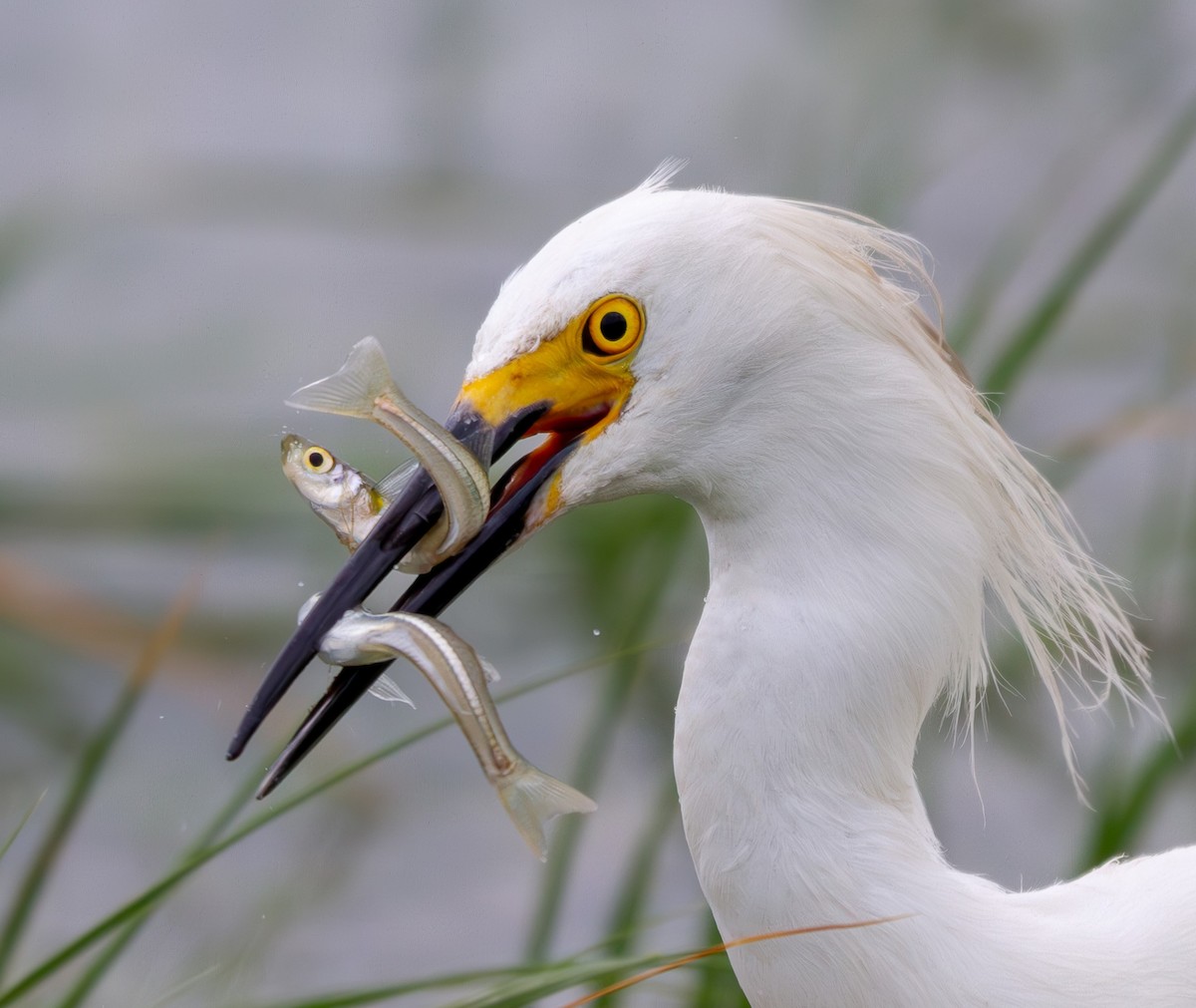 Snowy Egret - ML620188982