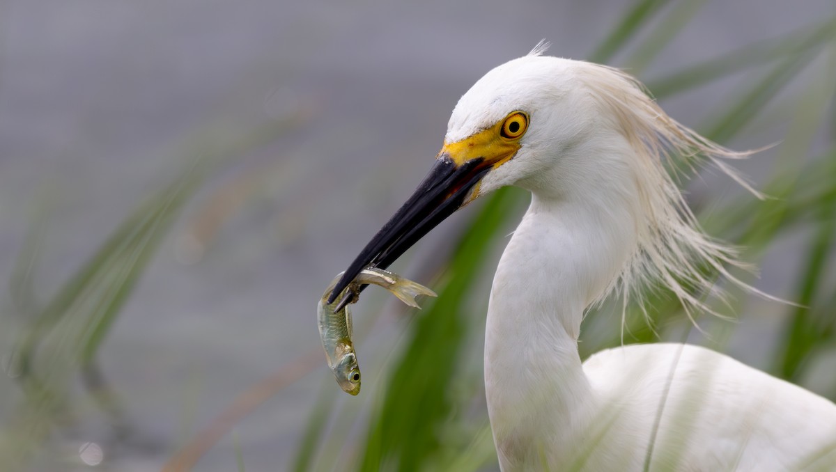 Snowy Egret - ML620188985