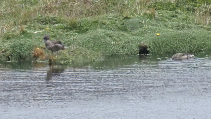 Andean Teal - ML620188988