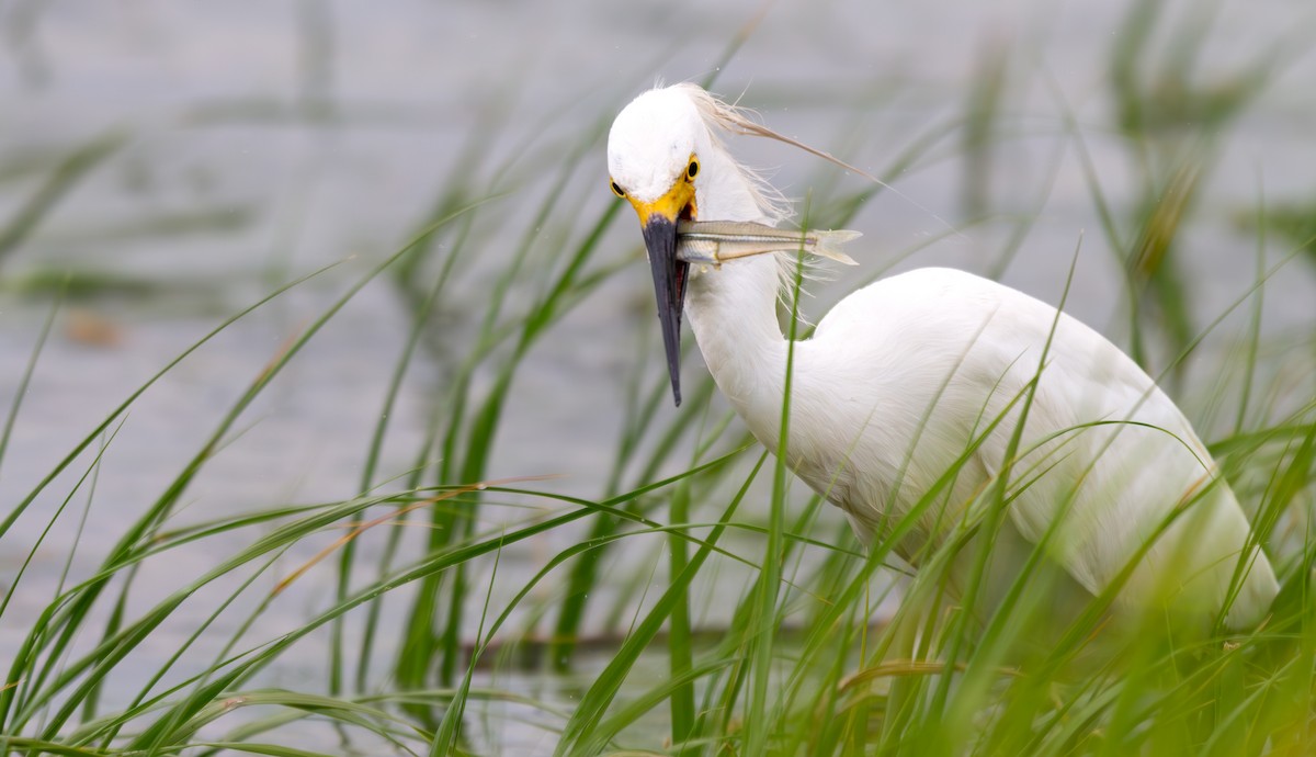 Snowy Egret - ML620188991