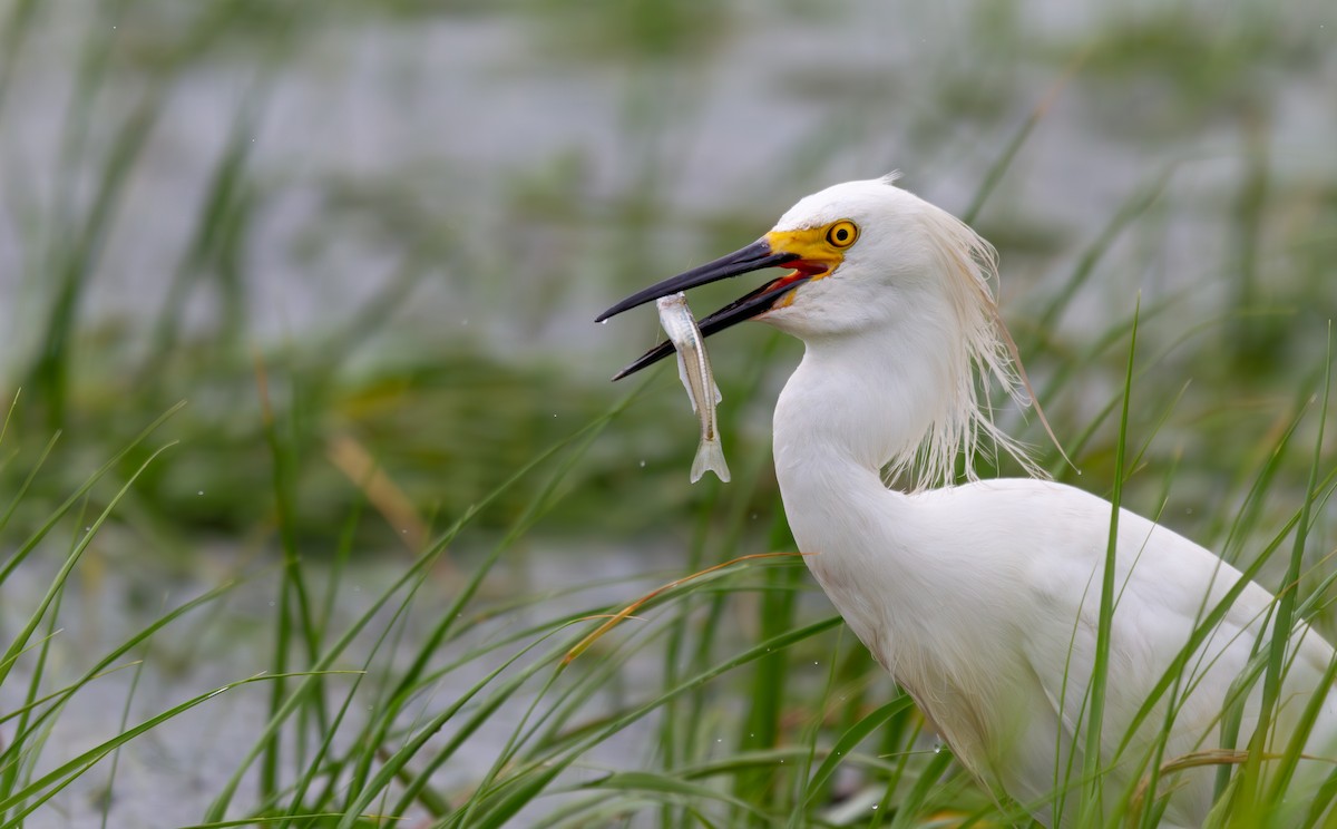 Snowy Egret - ML620188992