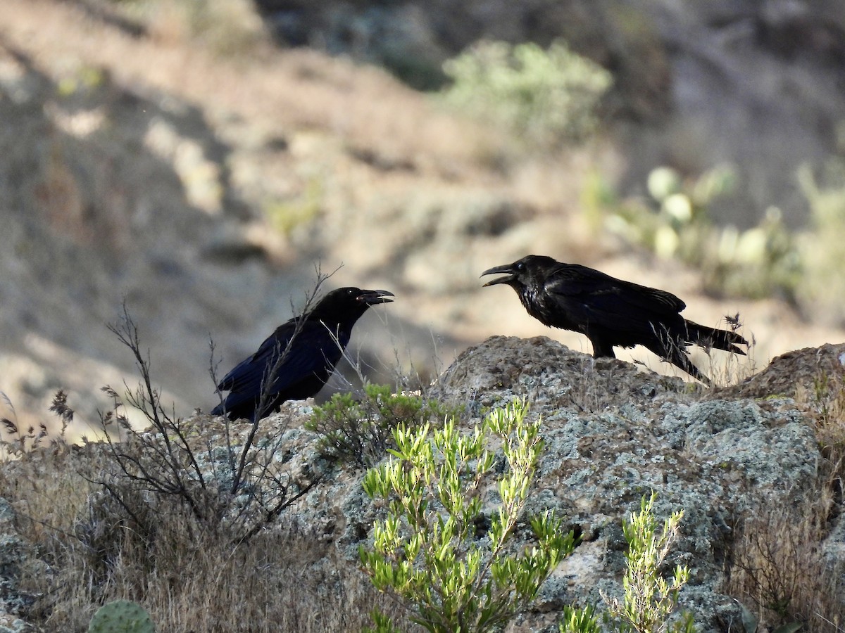 Common Raven - ML620188994