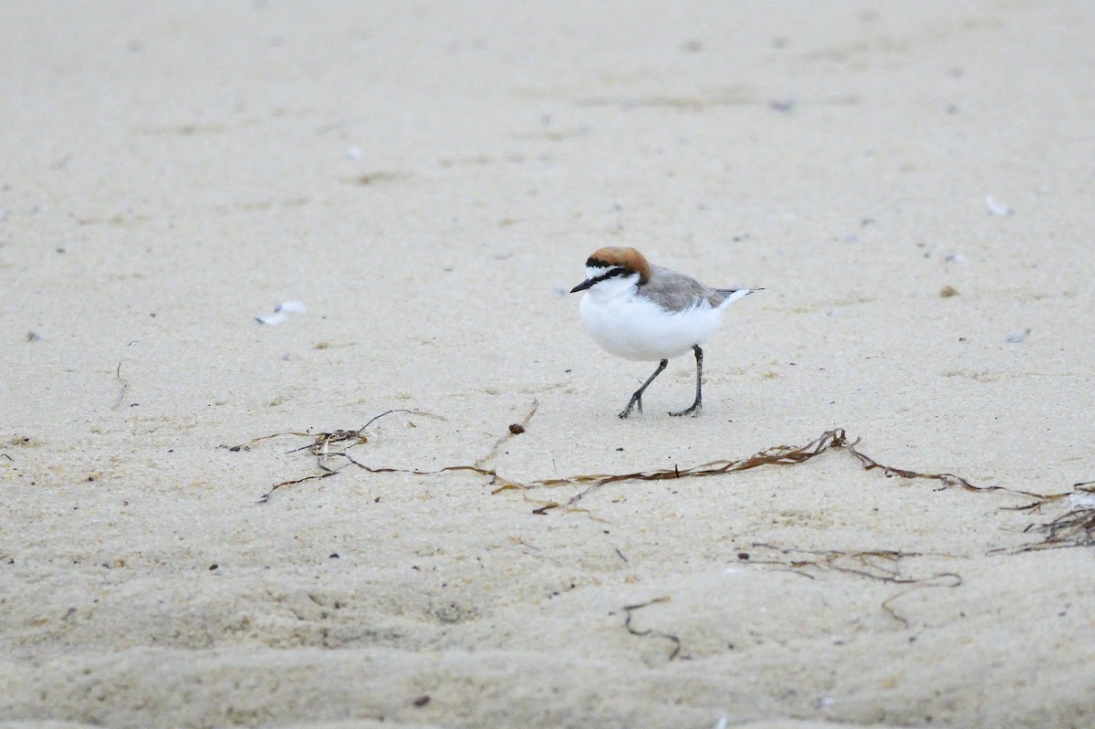 Red-capped Plover - ML620188998