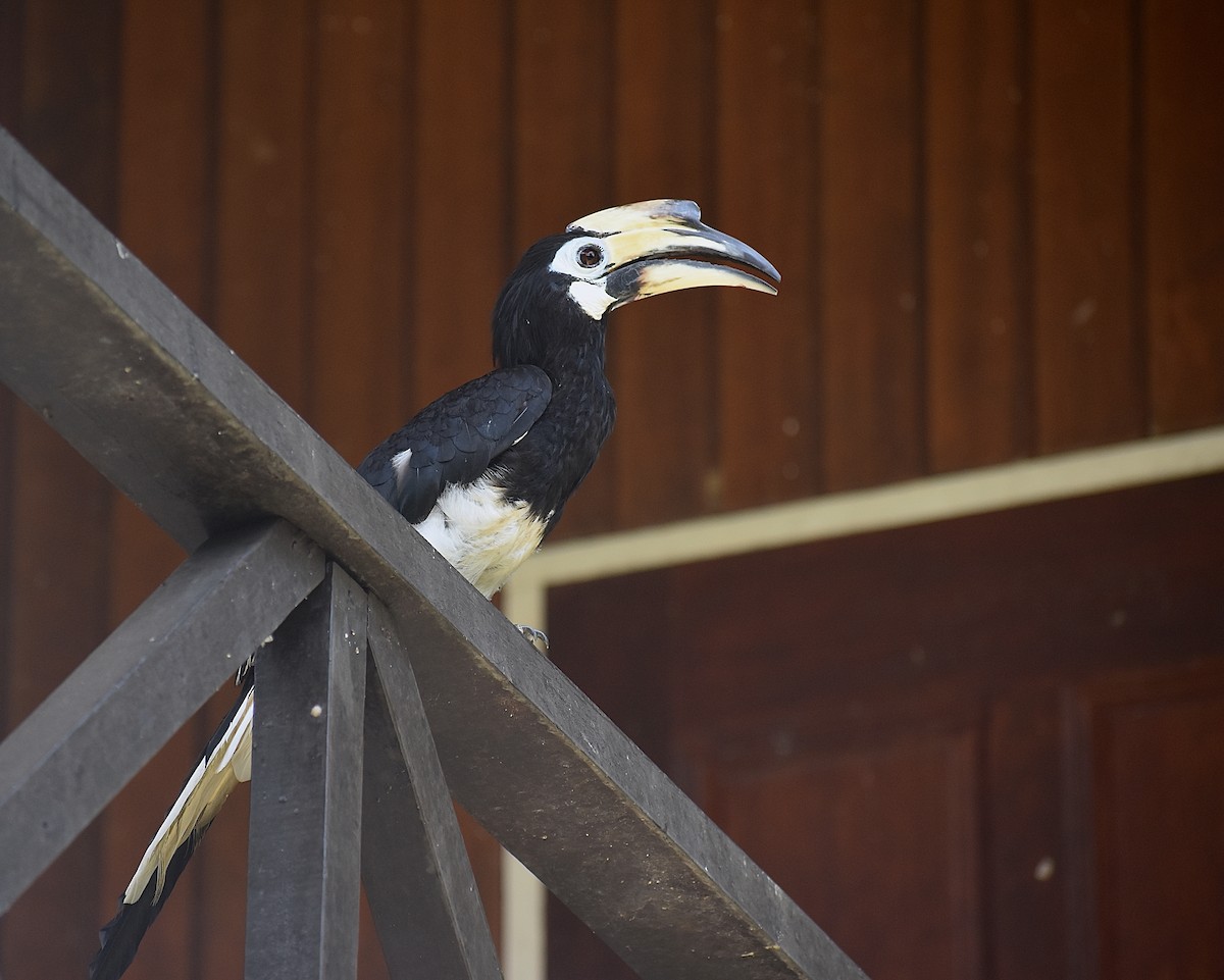 Oriental Pied-Hornbill - ML620189000