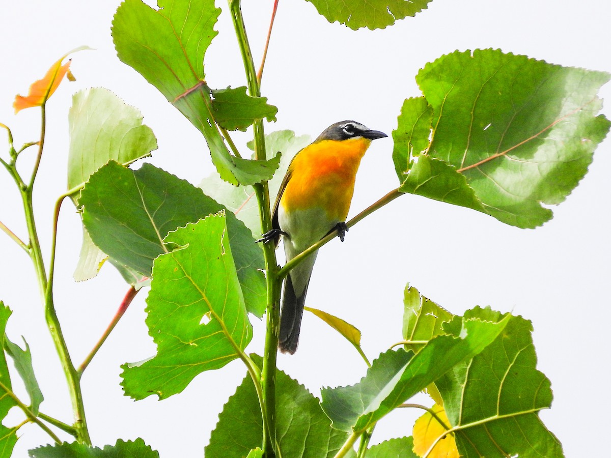 Yellow-breasted Chat - ML620189003