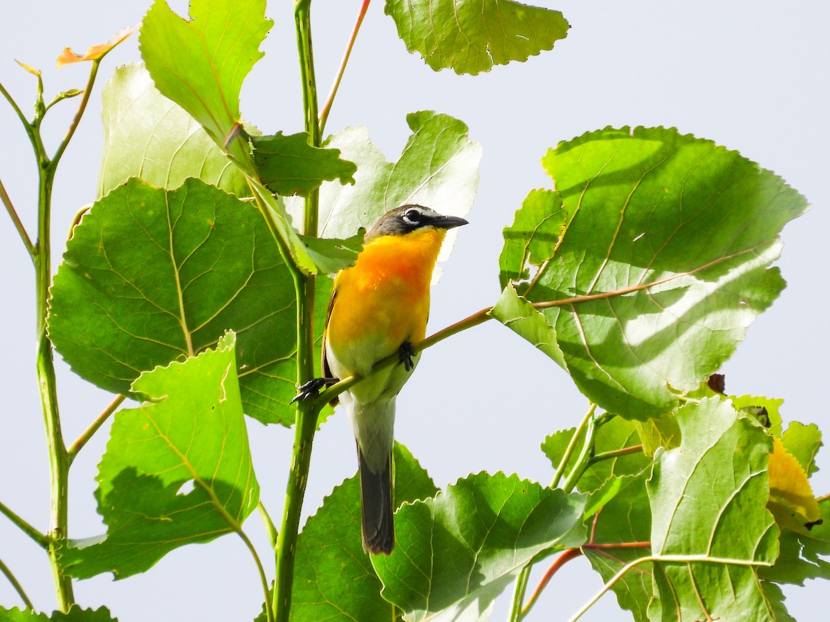 Yellow-breasted Chat - ML620189004