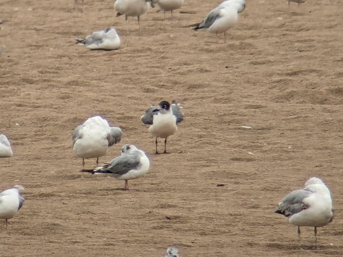 Franklin's Gull - ML620189009