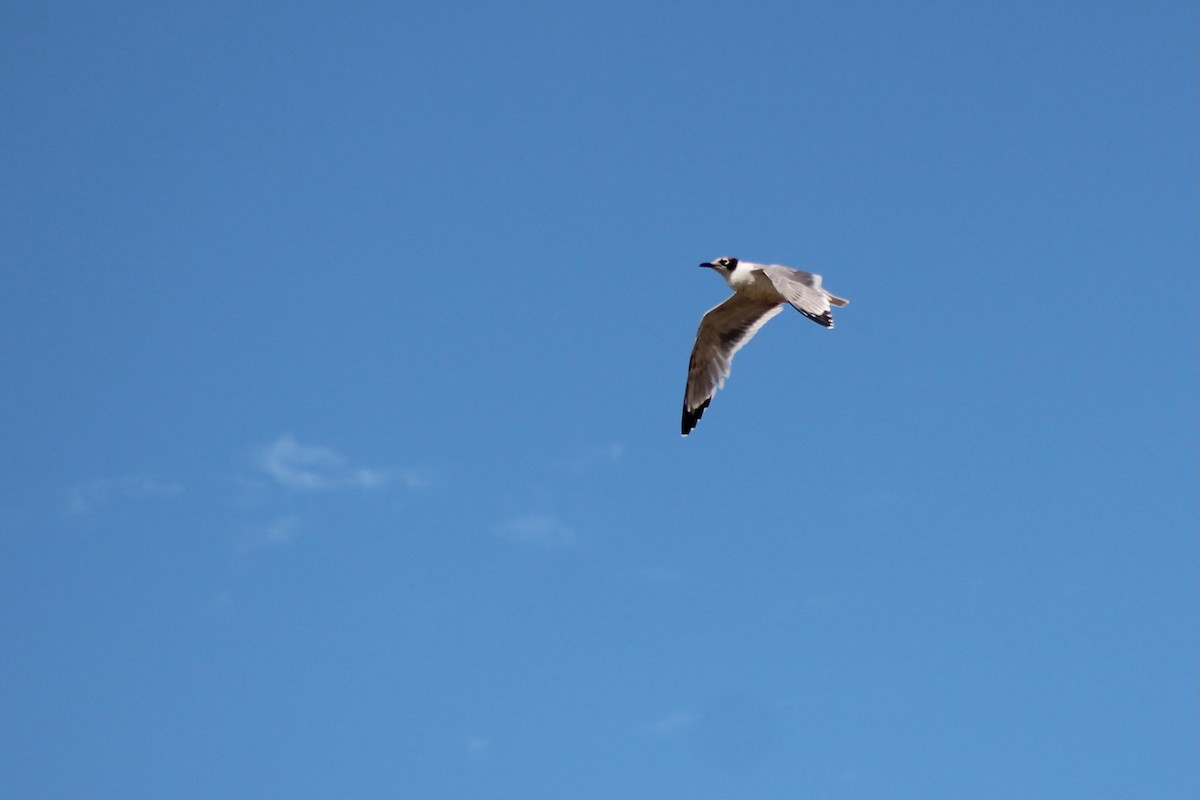 Franklin's Gull - ML620189024