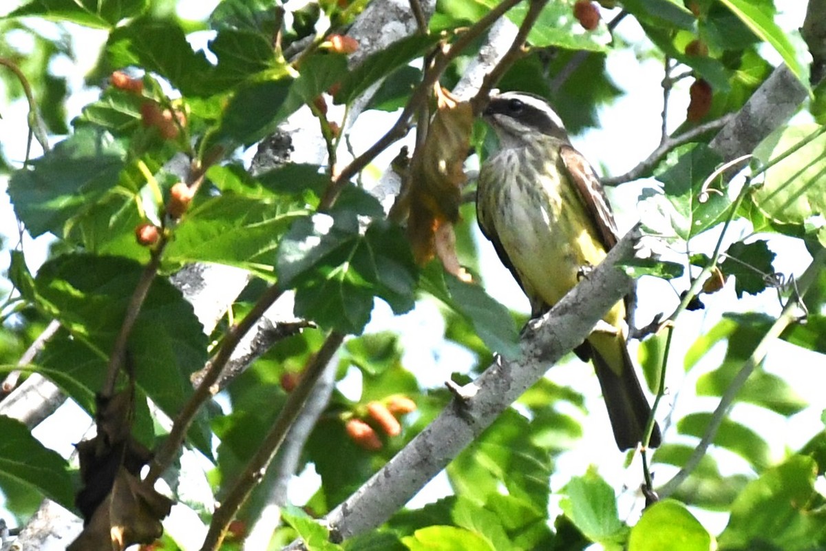 Piratic Flycatcher - ML620189026