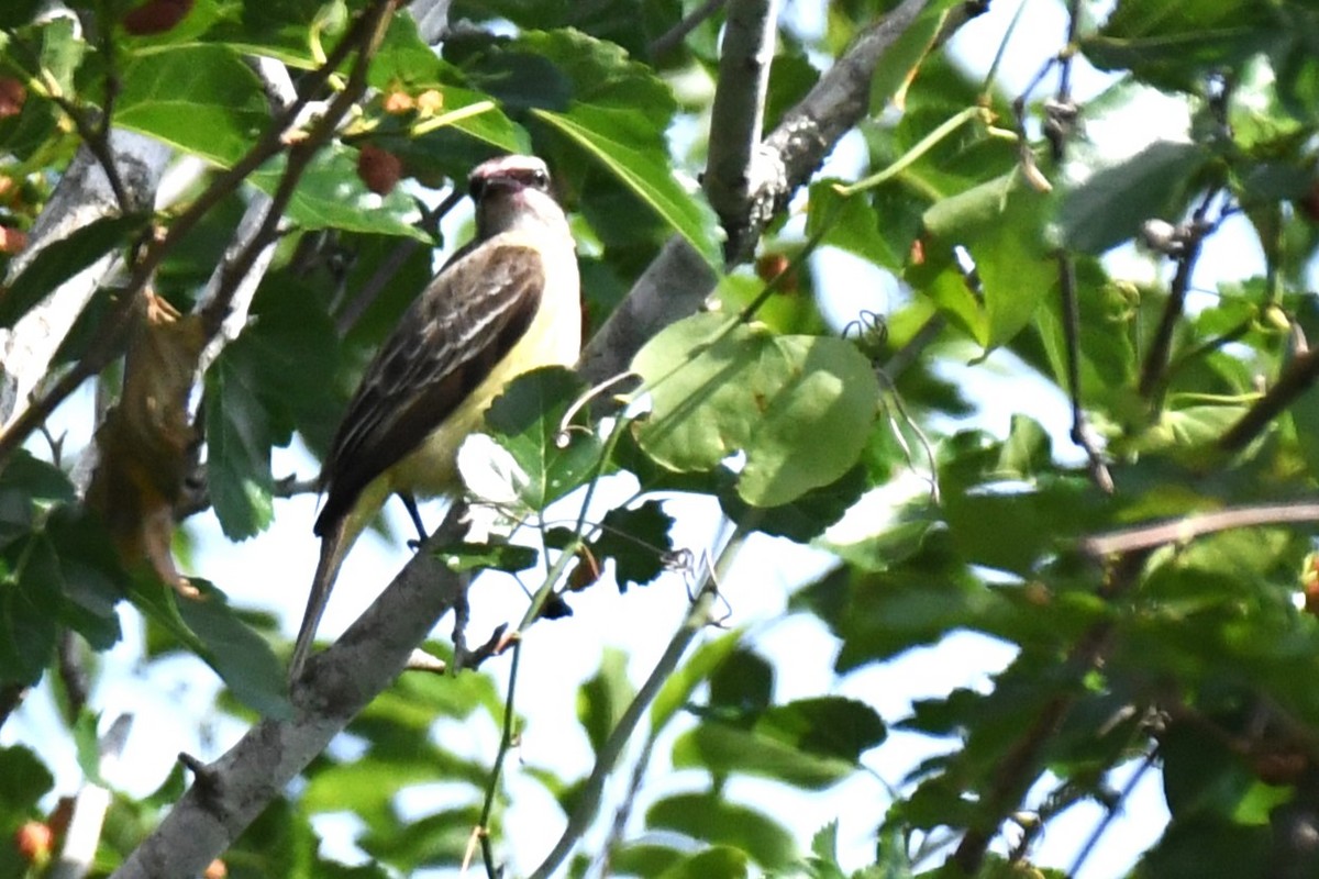 Piratic Flycatcher - ML620189027