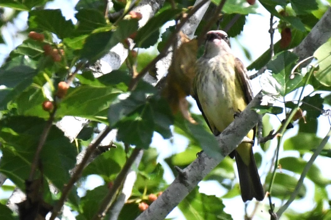 Piratic Flycatcher - ML620189028