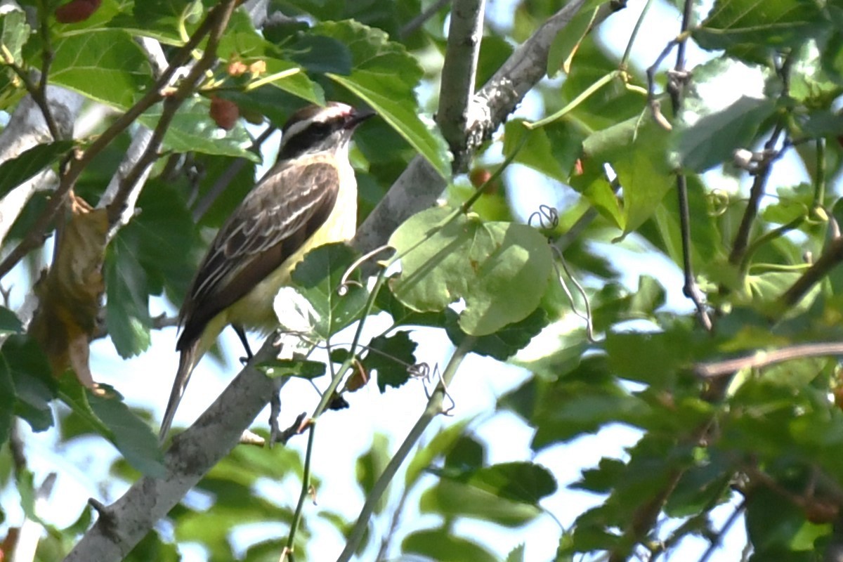 Piratic Flycatcher - ML620189029