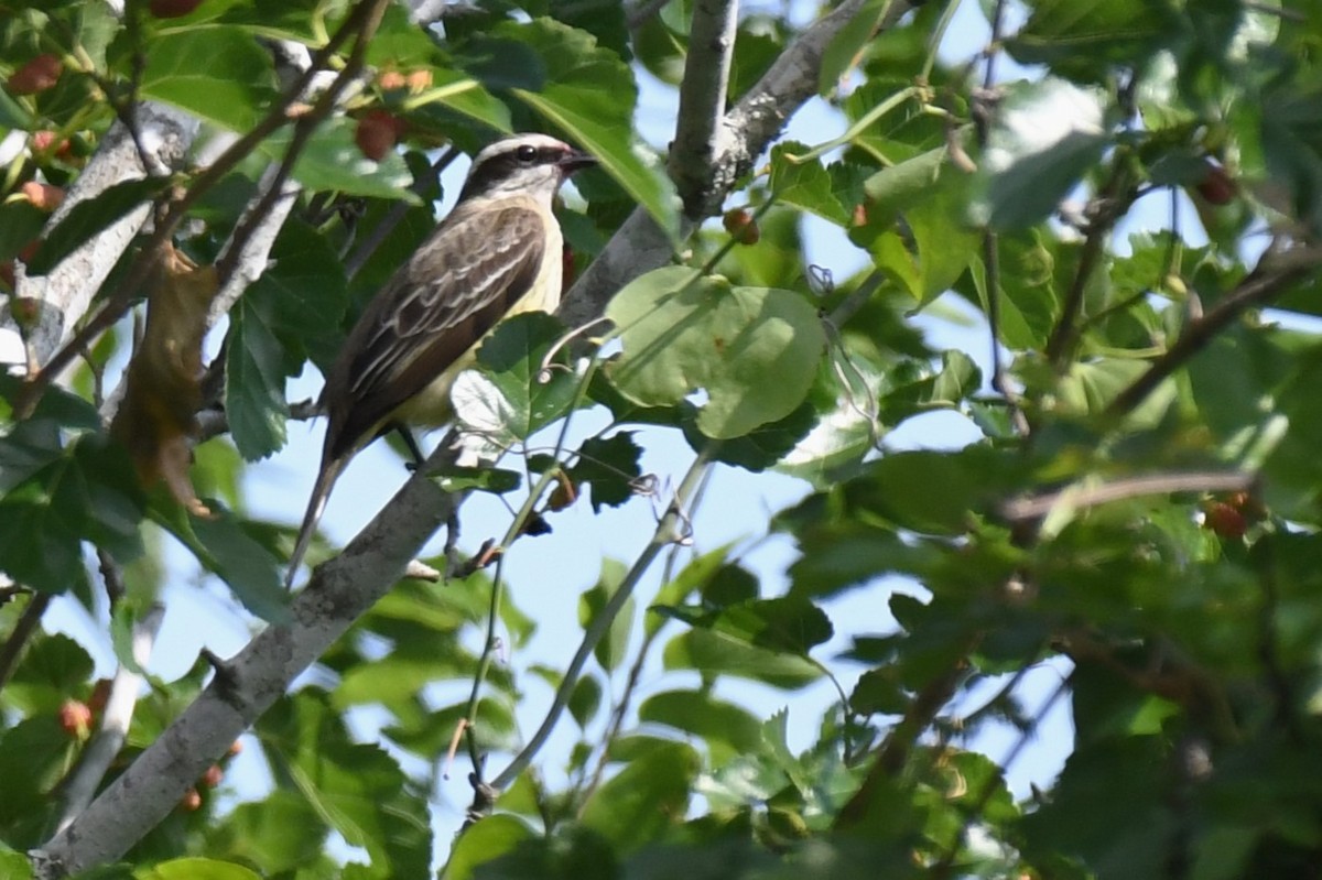 Piratic Flycatcher - ML620189030