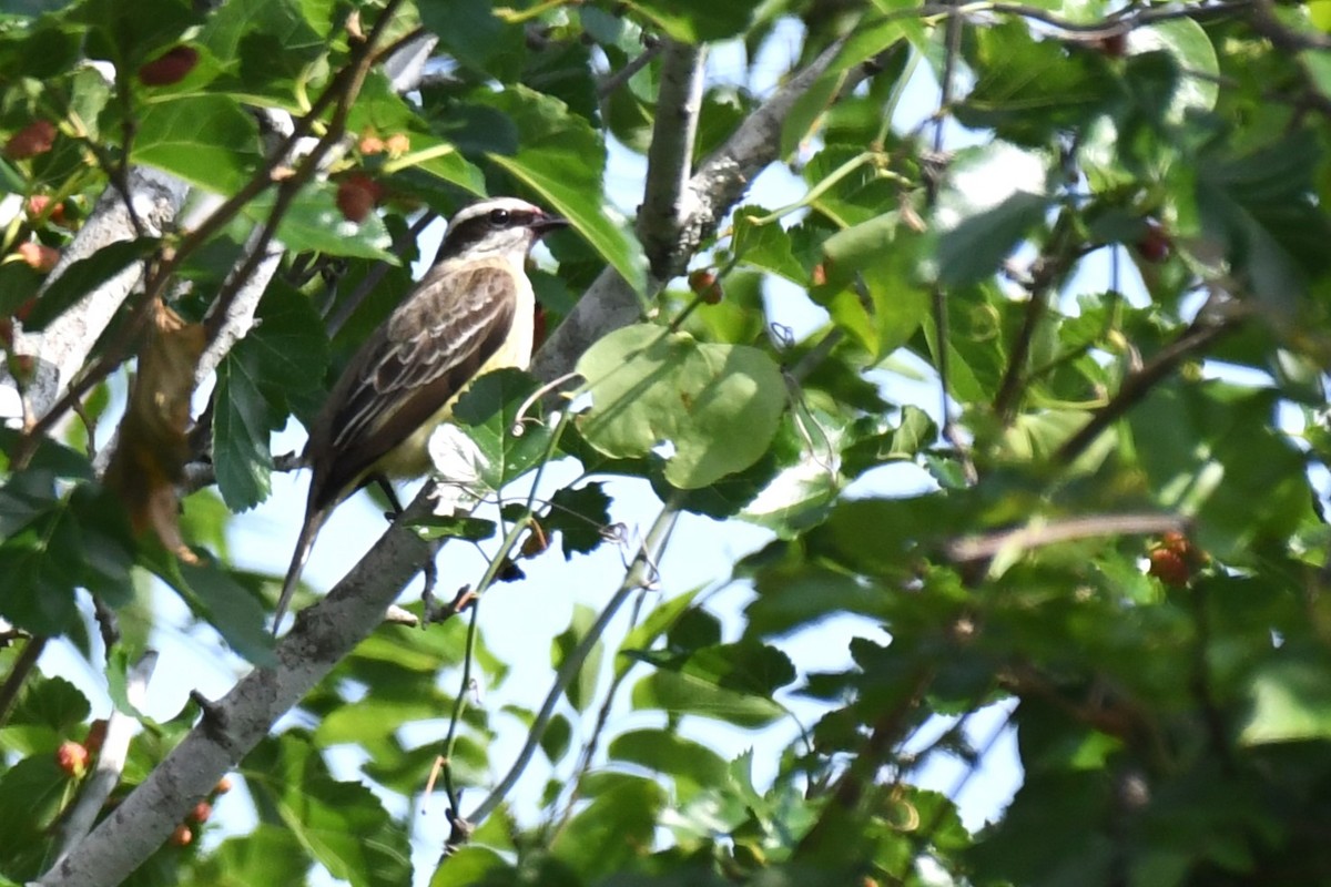 Piratic Flycatcher - ML620189031