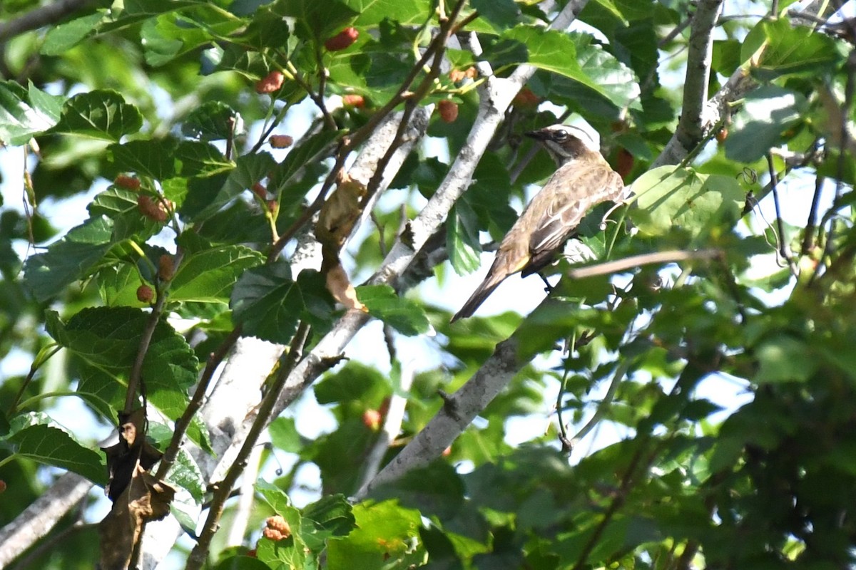 Piratic Flycatcher - ML620189032